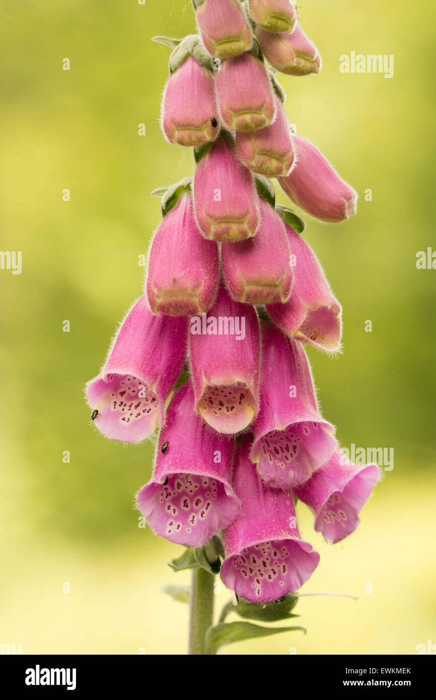 Teilweise blühten Fingerhut Stockfoto