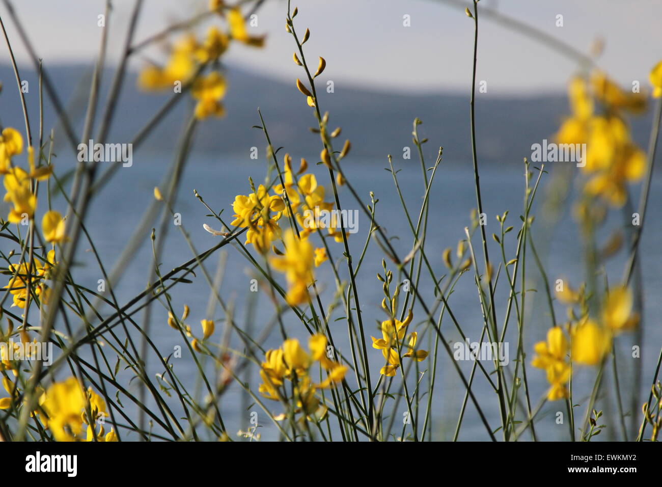 eine Aufnahme von Blumen in einem warmen, sonnigen Tag mit Bracciano See als Hintergrund. Ich spüre den Wind und die Blumen tanzen Stockfoto