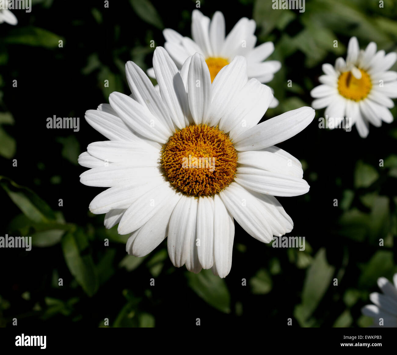 Das Gänseblümchen ist eine Familie von Pflanzen mit attraktiven Blüten, die eine zentrale Scheibe mit strahlenden Blüten haben. Stockfoto