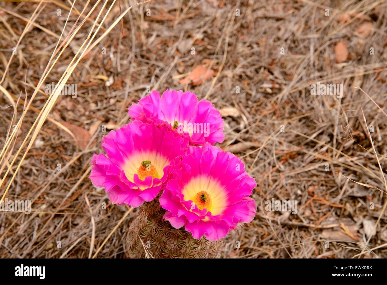 Regenbogen Igel Kaktus oder Rainbow Kaktus, (Echinocereus Rigidissimus),  Sonora-Wste, Santa Rita Mountains, Arizona, USA Stockfotografie - Alamy