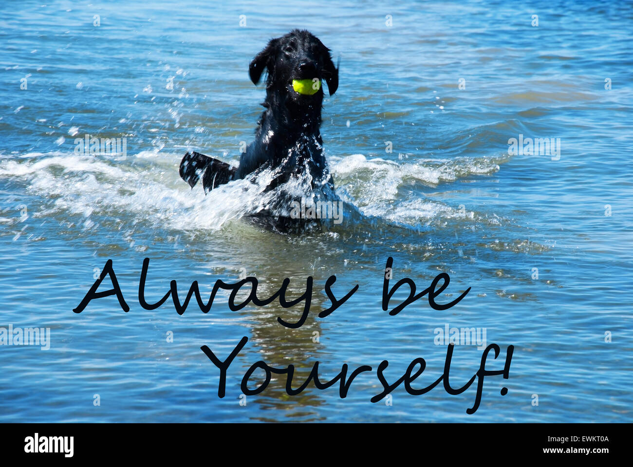 Hund mit Ball im Wasser Zitat immer spielen Sie selbst Stockfoto
