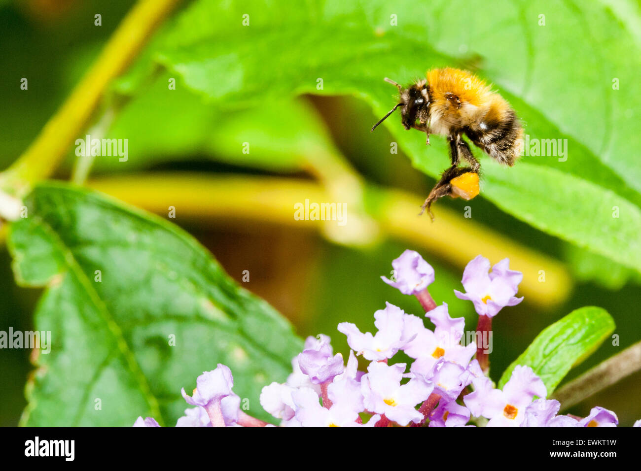 In der Nähe von eine Hummel fliegen von einem lila Blüte mit dem Pollen Säcke in seinem Bein mit gelben Pollen gefüllt. Hintergrund grüne Blätter. Stockfoto