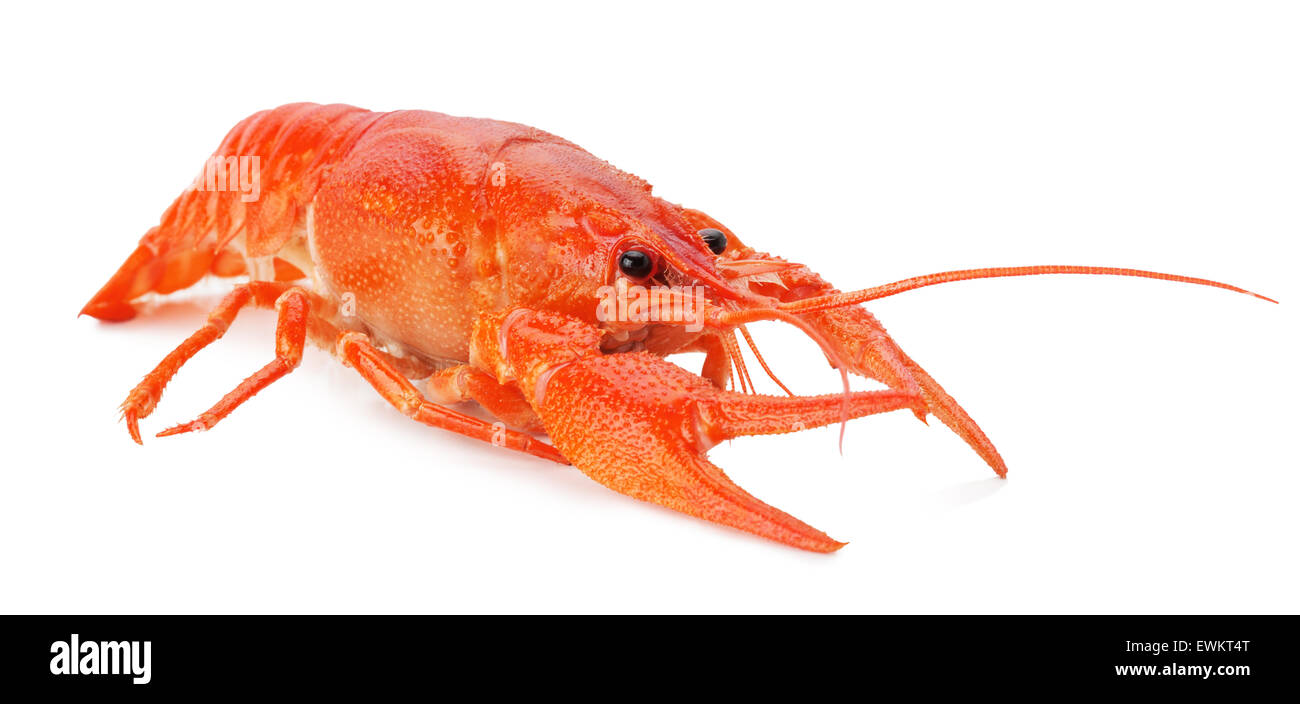 roten Hummer auf dem weißen Hintergrund isoliert. Stockfoto