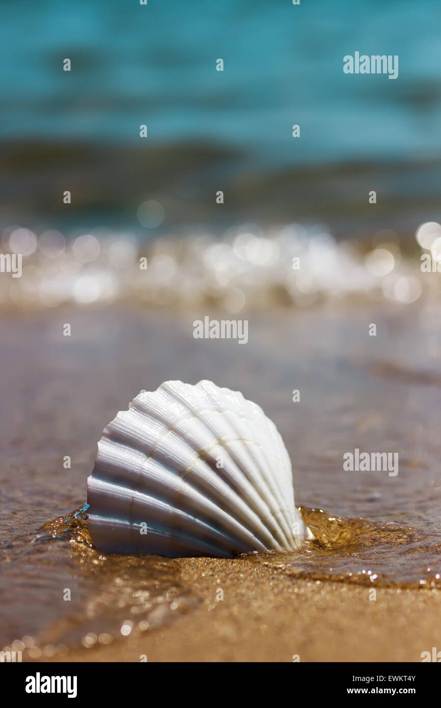 weiße marine Muschel auf dem Sand. Stockfoto