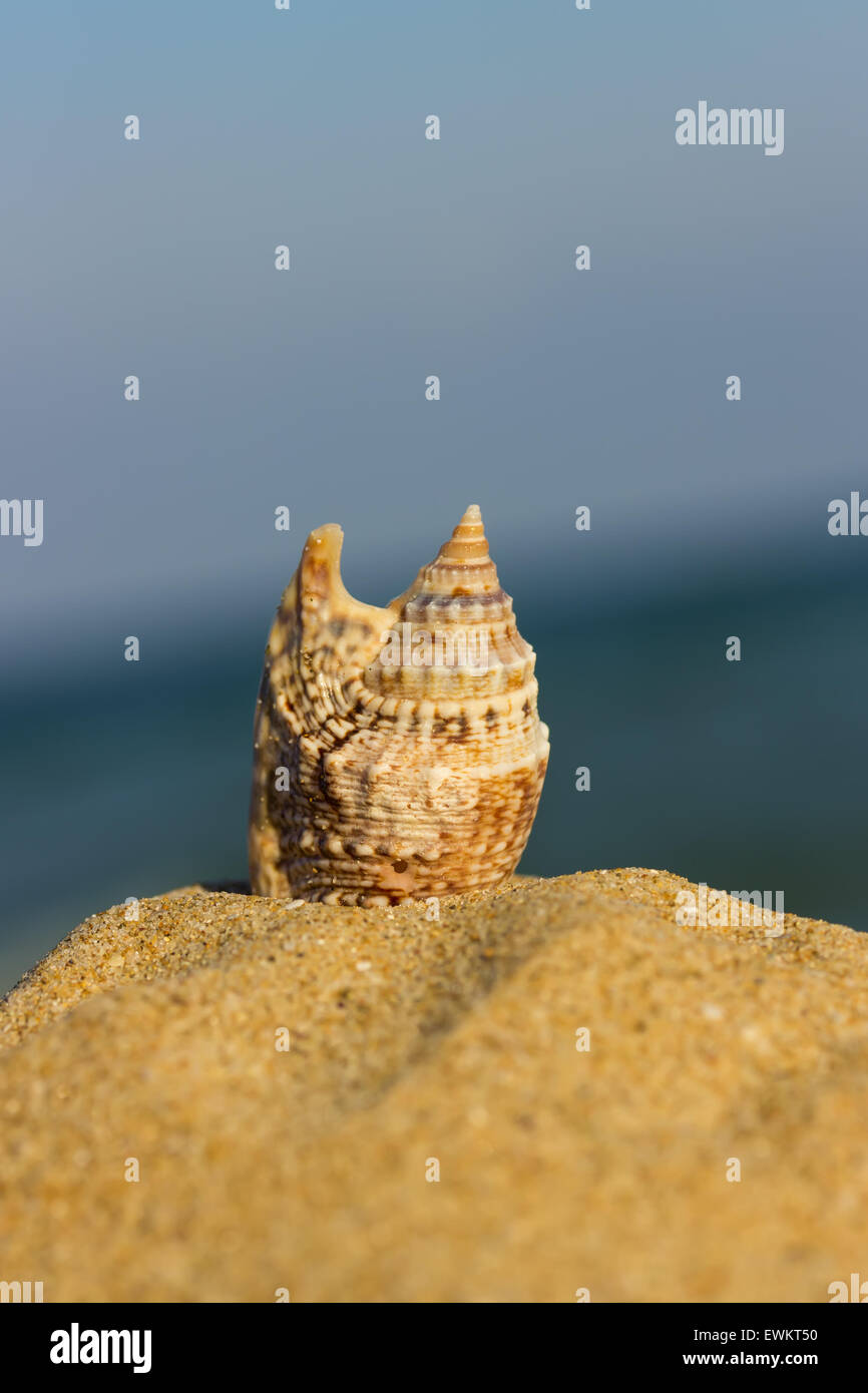 Marine-Shell auf den Sand. Stockfoto