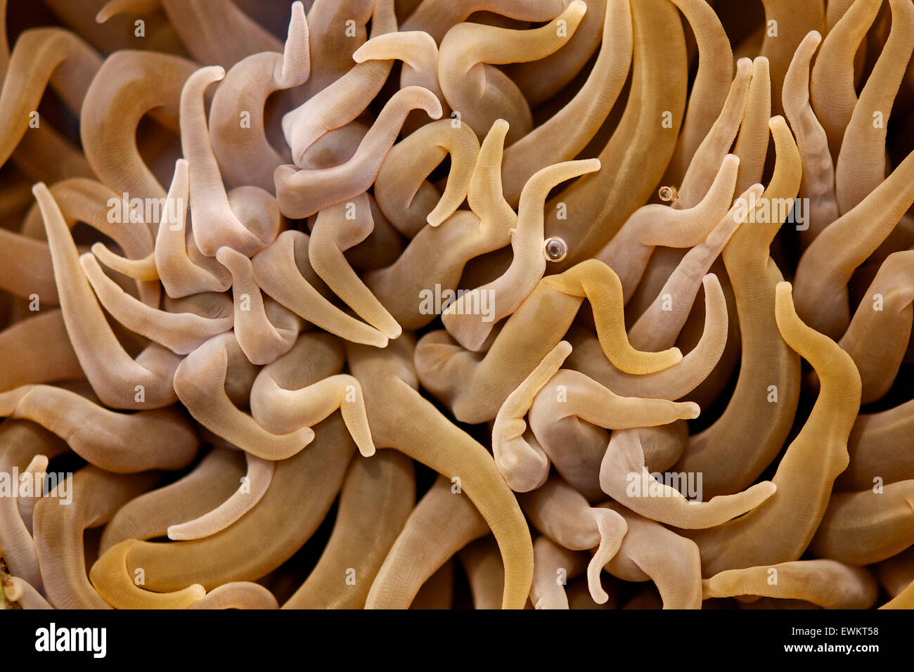 Chaotische Anordnung der Tentakeln der Schlangenschwänze (Anemonia sulcata) im Naturpark Ses Salines (Formentera, Mittelmeer, Spanien) Stockfoto