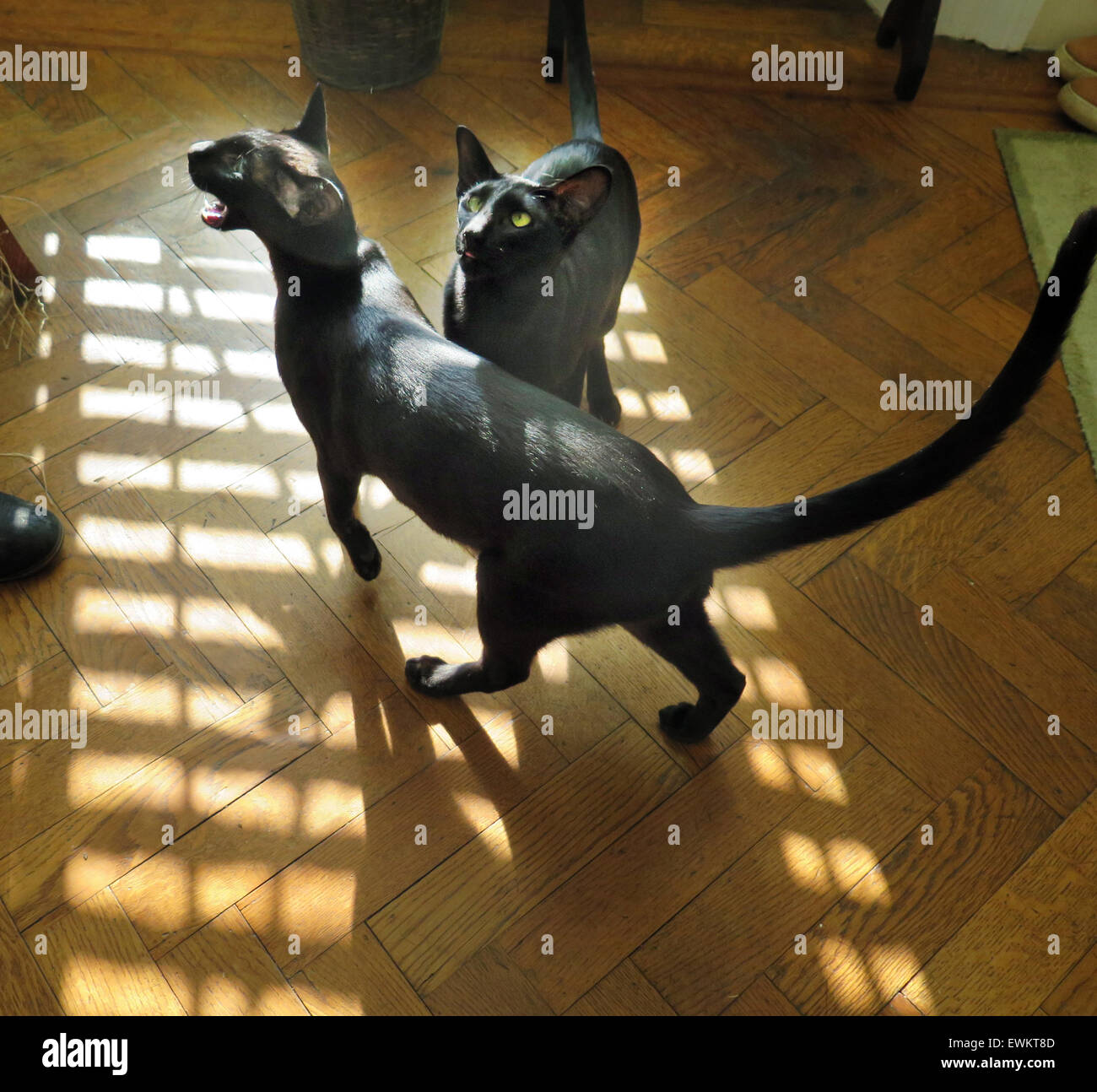 Schwarze orientalische siamesische Kätzchen - ein Jahr alt - an einem sonnigen Tag auf Parkettboden, Miauen für Lebensmittel. Stockfoto