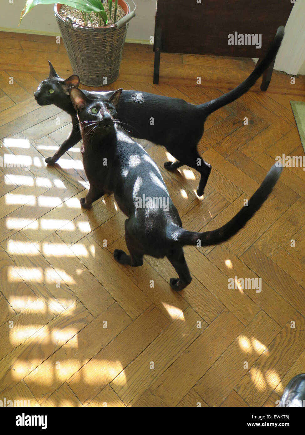 Schwarze orientalische siamesische Kätzchen - ein Jahr alt - an einem sonnigen Tag auf einem Parkettboden. Stockfoto