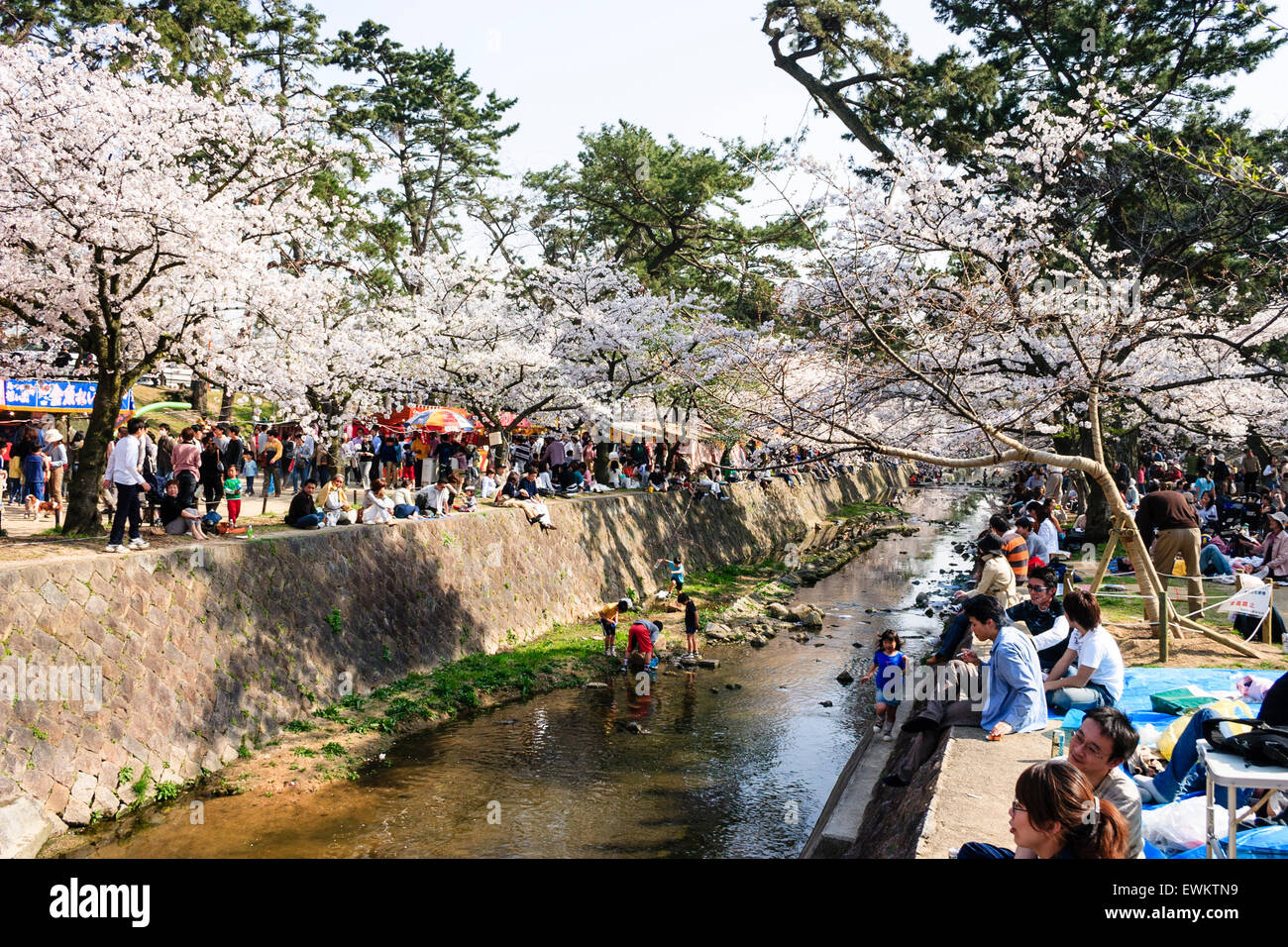 Voll Frühling Szene von Menschen zu Fuß unter Reihen von Cherry Blossom Tress, während andere Gruppen Picknick von der Shukugawa Fluss, Japan sitzen. Stockfoto