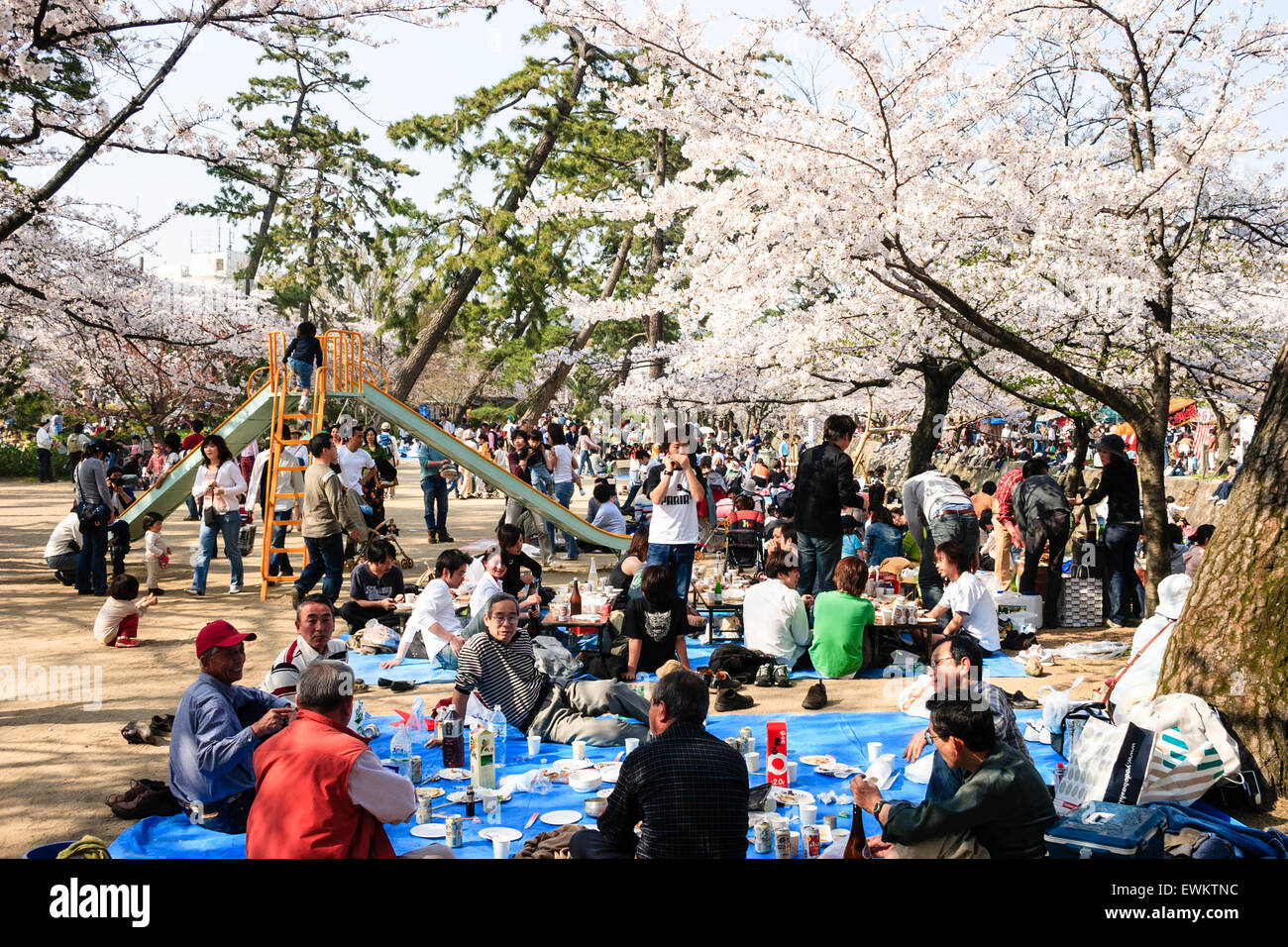 Voll Frühling Szene von Menschen zu Fuß unter Reihen von Cherry Blossom Tress, während andere sitzen in Gruppen picknicken in Cherry Blossom Parteien. Stockfoto