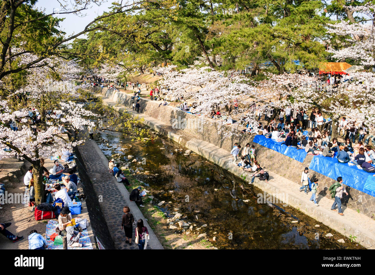 Voll Frühling Szene von Menschen zu Fuß unter Reihen von Cherry Blossom Tress, während andere Gruppen Picknick von der Shukugawa Fluss, Japan sitzen. Stockfoto