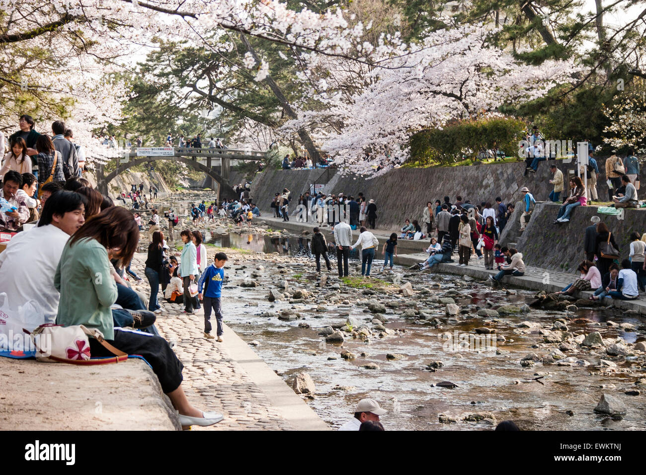 Voll Frühling Szene von Menschen zu Fuß unter Reihen von Cherry Blossom Tress, während andere Gruppen Picknick von der Shukugawa Fluss, Japan sitzen. Stockfoto