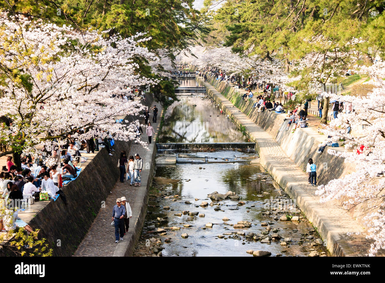 Voll Frühling Szene von Menschen zu Fuß unter Reihen von Cherry Blossom Tress, während andere Gruppen Picknick von der Shukugawa Fluss, Japan sitzen. Stockfoto