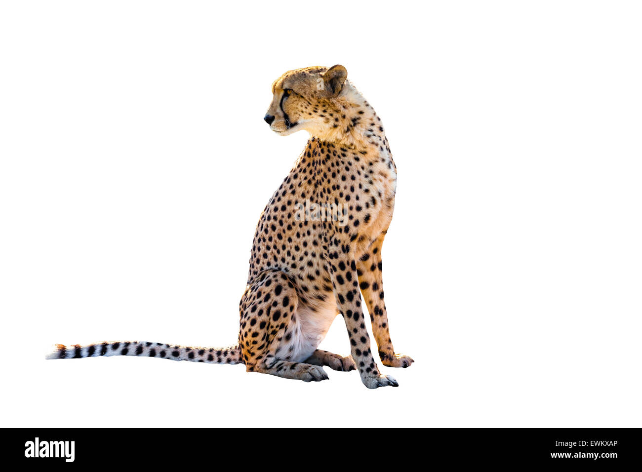 Gepard sitzend Stockfoto