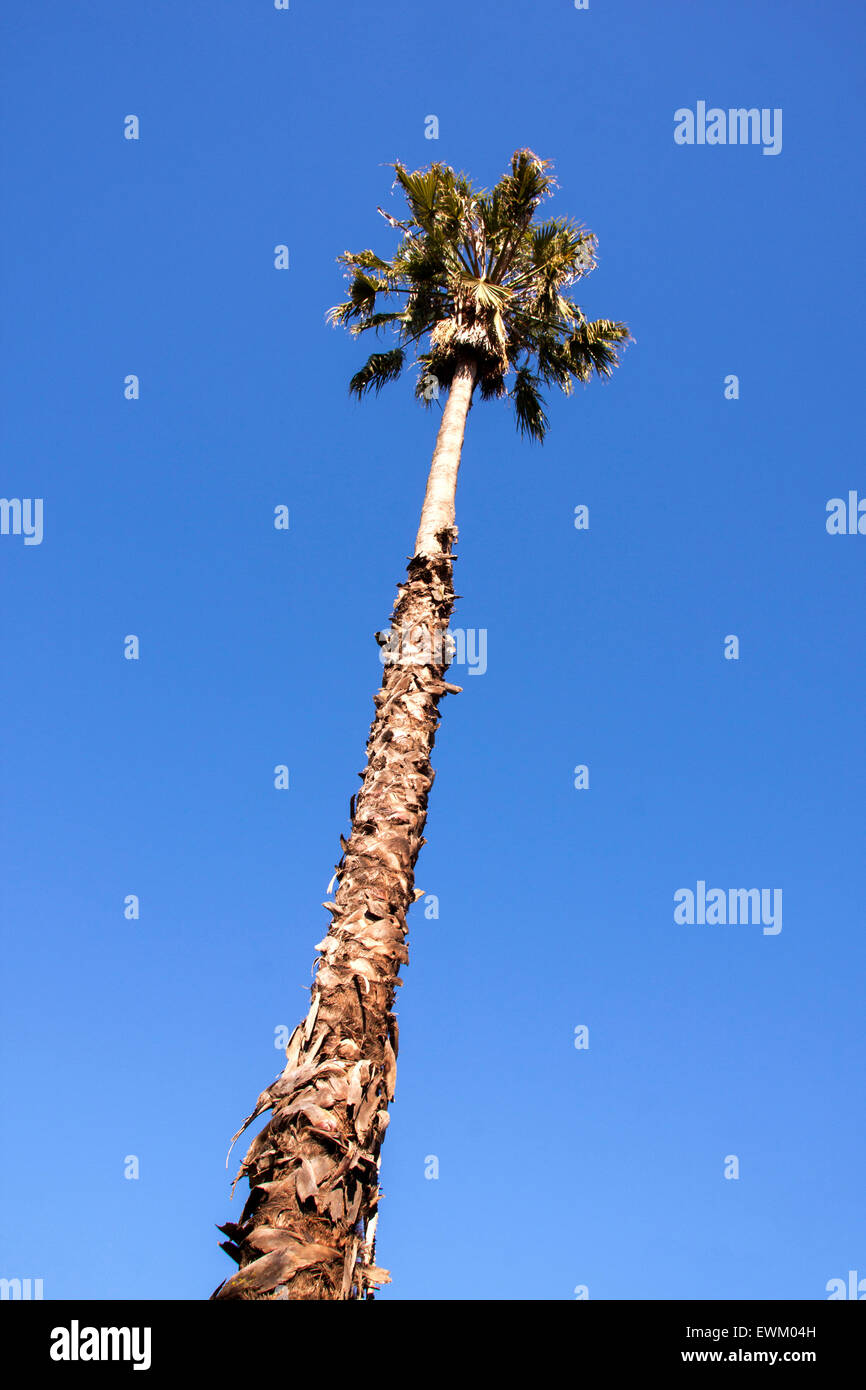 Blick nach oben, der einzige große Palme gegen klar blauen Himmel Stockfoto