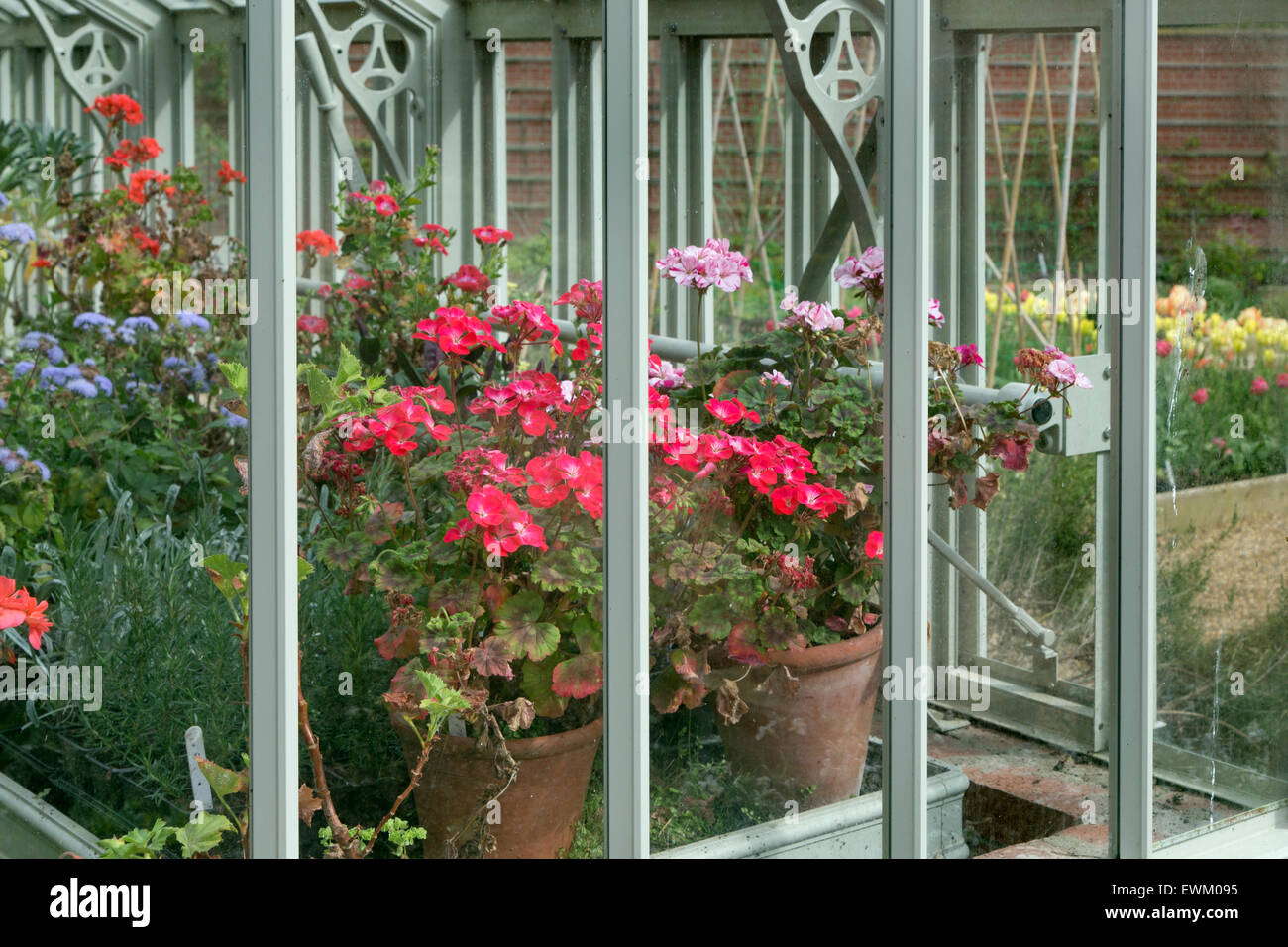 Ansicht des Gewächshauses mit Überwinterung Geranien und Garten im Hintergrund Stockfoto