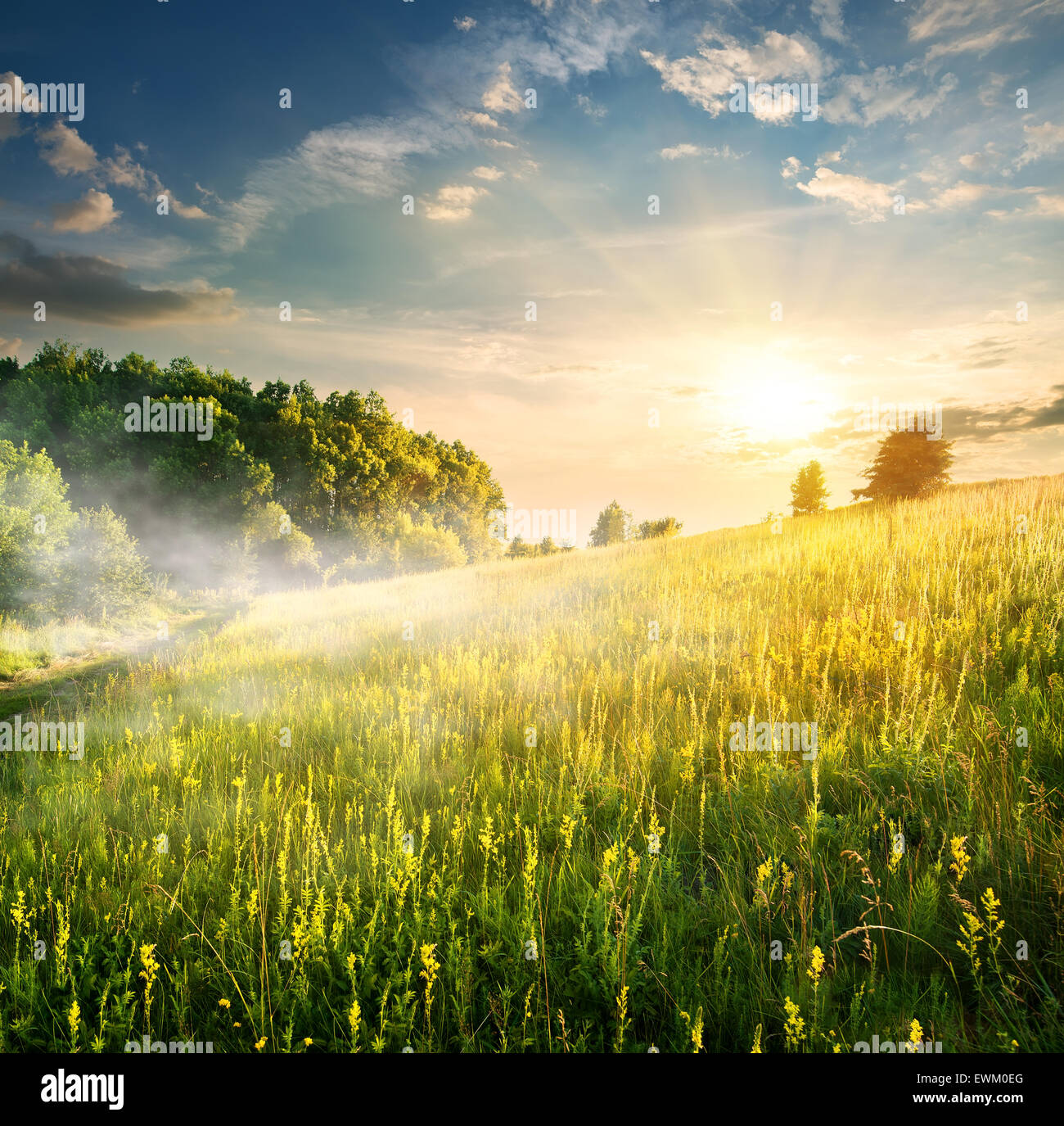 Nebligen Morgen über das blühende Feld im Sommer Stockfoto