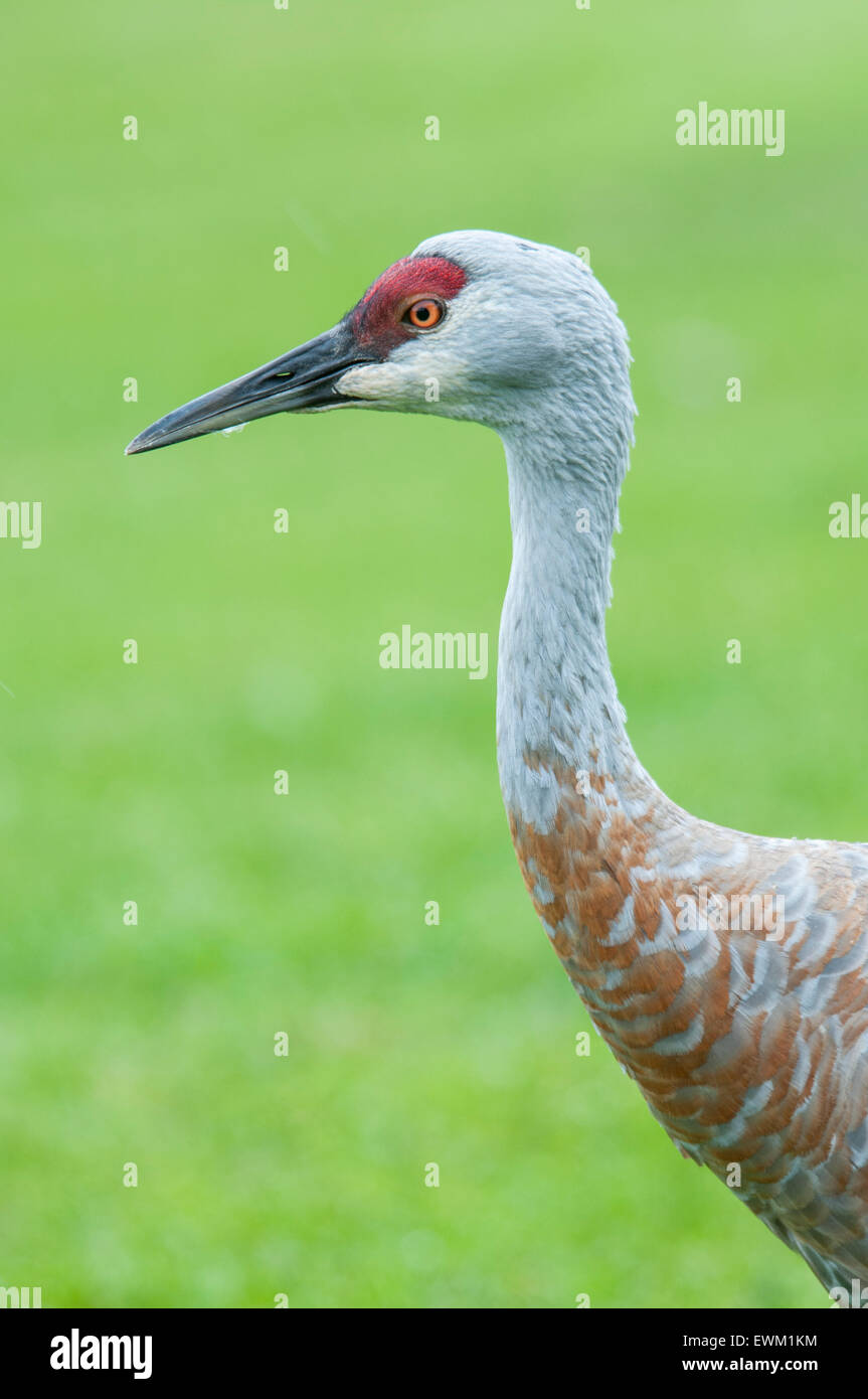 Nahaufnahme des Halses und des Kopfes von einem Sandhill Kran Grus Canadensis, Homer, Alaska, USA Stockfoto