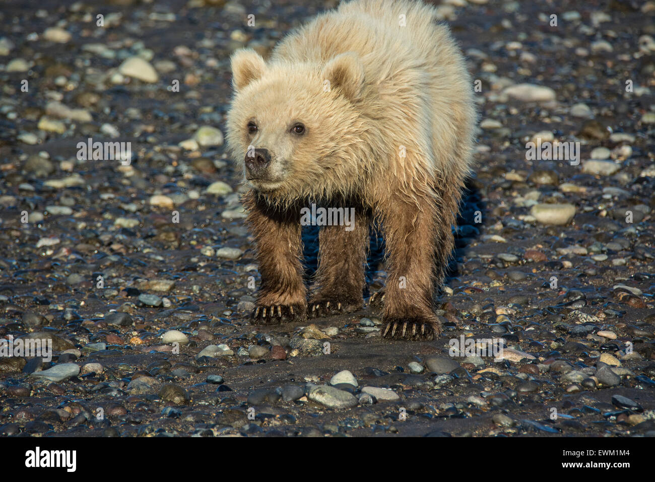 Vorderansicht des einen niedlichen Grizzly Bear Frühling Cub, Ursus Arctos, stehend auf Wattflächen, Lake-Clark-Nationalpark, Alaska, USA Stockfoto