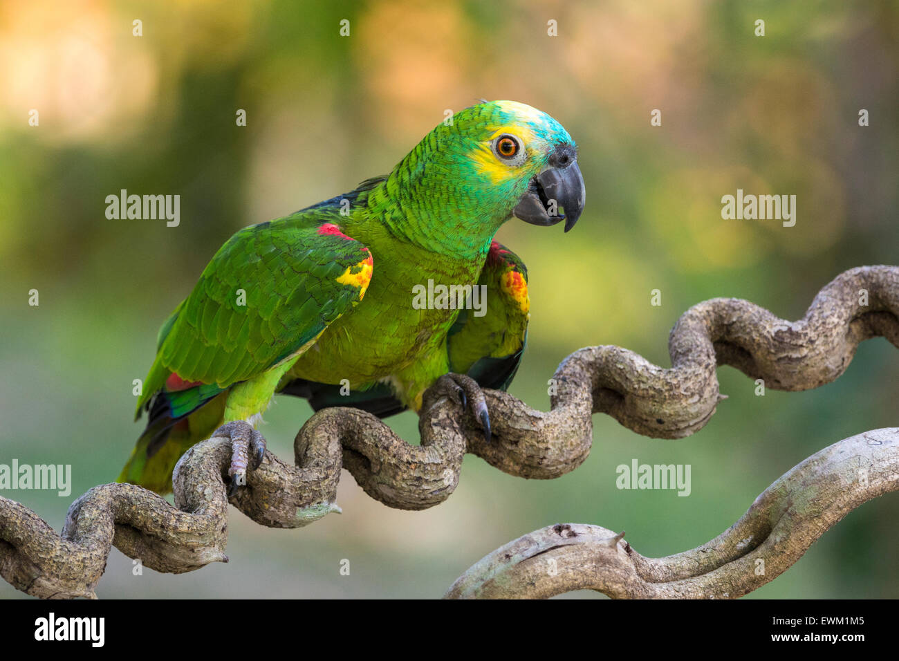 Blau-fronted Amazon Parrot, Amazona Aestiva, manchmal genannt blauem-fronted Parrot, Pantanal, Mato Grosso, Brasilien Stockfoto