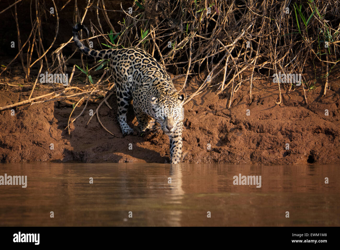 Vorderansicht einer Jaguar-Frau, Panthera onca, die am Flussufer in Pantanal, Mato Grosso, Brasilien, Südamerika jagt Stockfoto