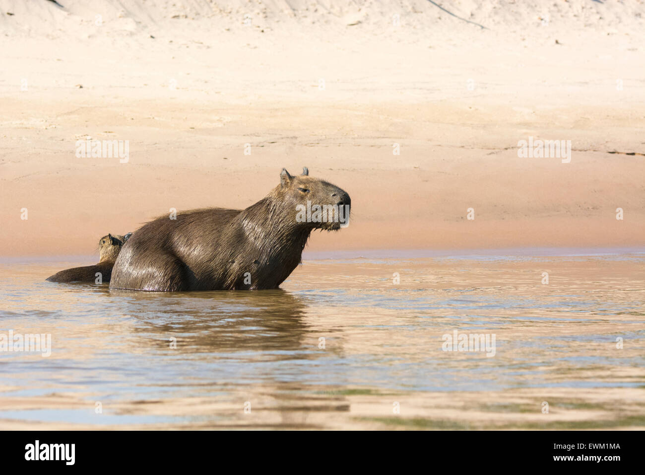 Wild, Erwachsene weibliche Capybara, Hydrochaeris Hydrochaeris, mit ihrem Welpen in einen Fluss im Pantanal, Brasilien, Südamerika Stockfoto