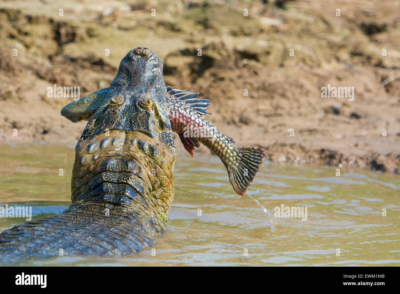 Yacare Caiman, Caiman crocodilus yacare, mit einem Fisch im Maul, im Pantanal, Mato Grosso, Brasilien Stockfoto
