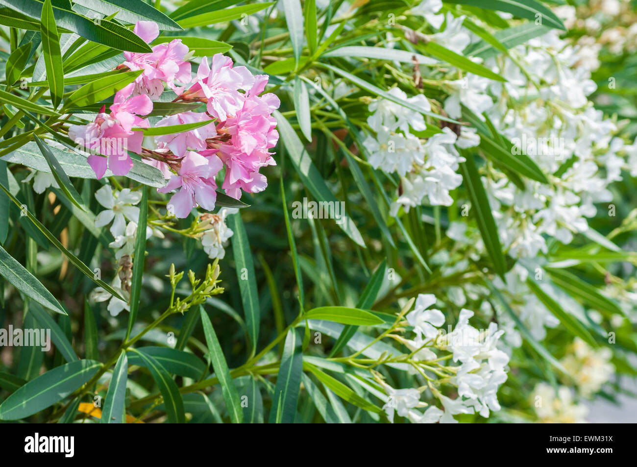 Rosa und weiße Oleander in Blüte. 9. Juni 2015 übernommen. Stockfoto