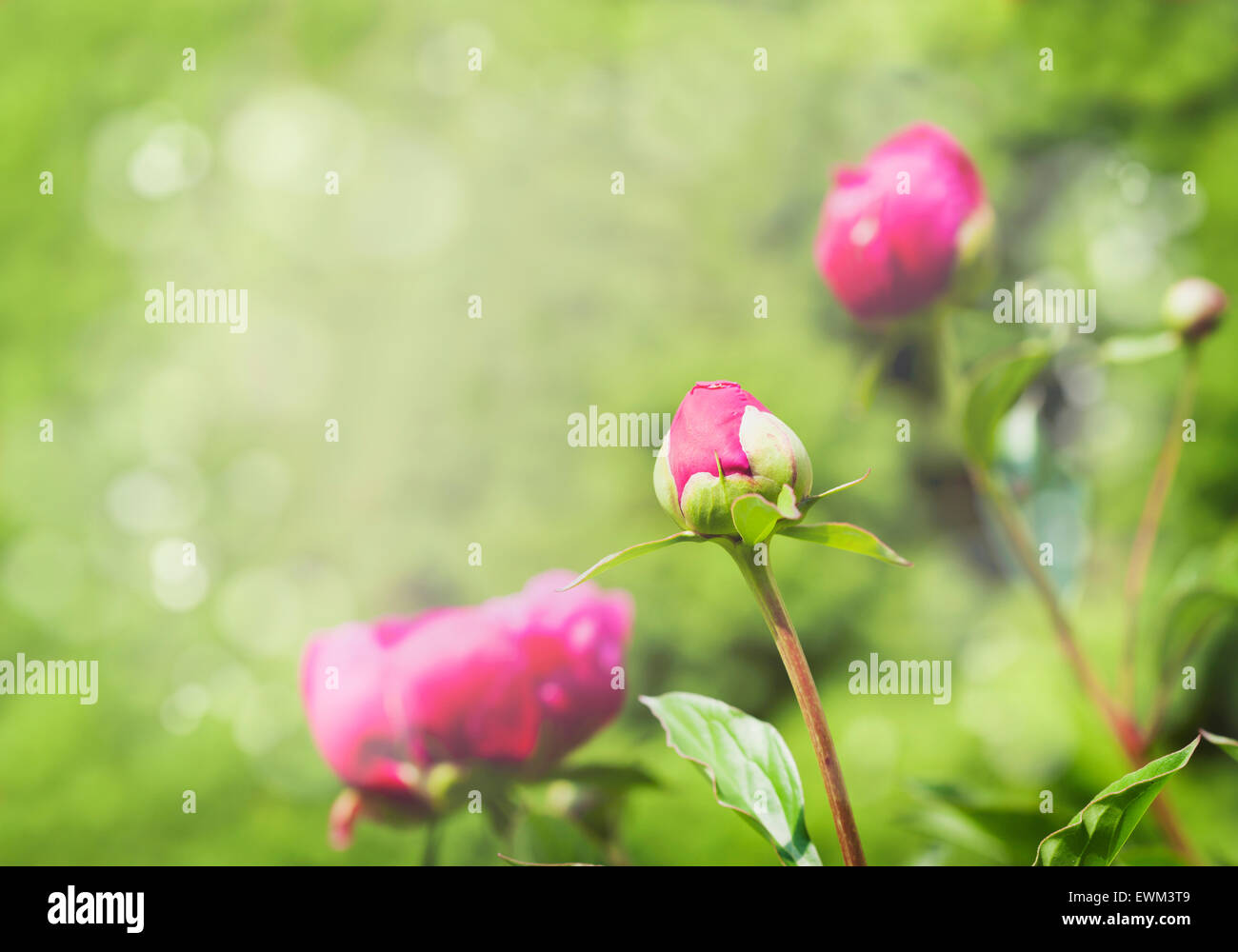 Pfingstrosen im Garten der Hintergrund jedoch unscharf Stockfoto