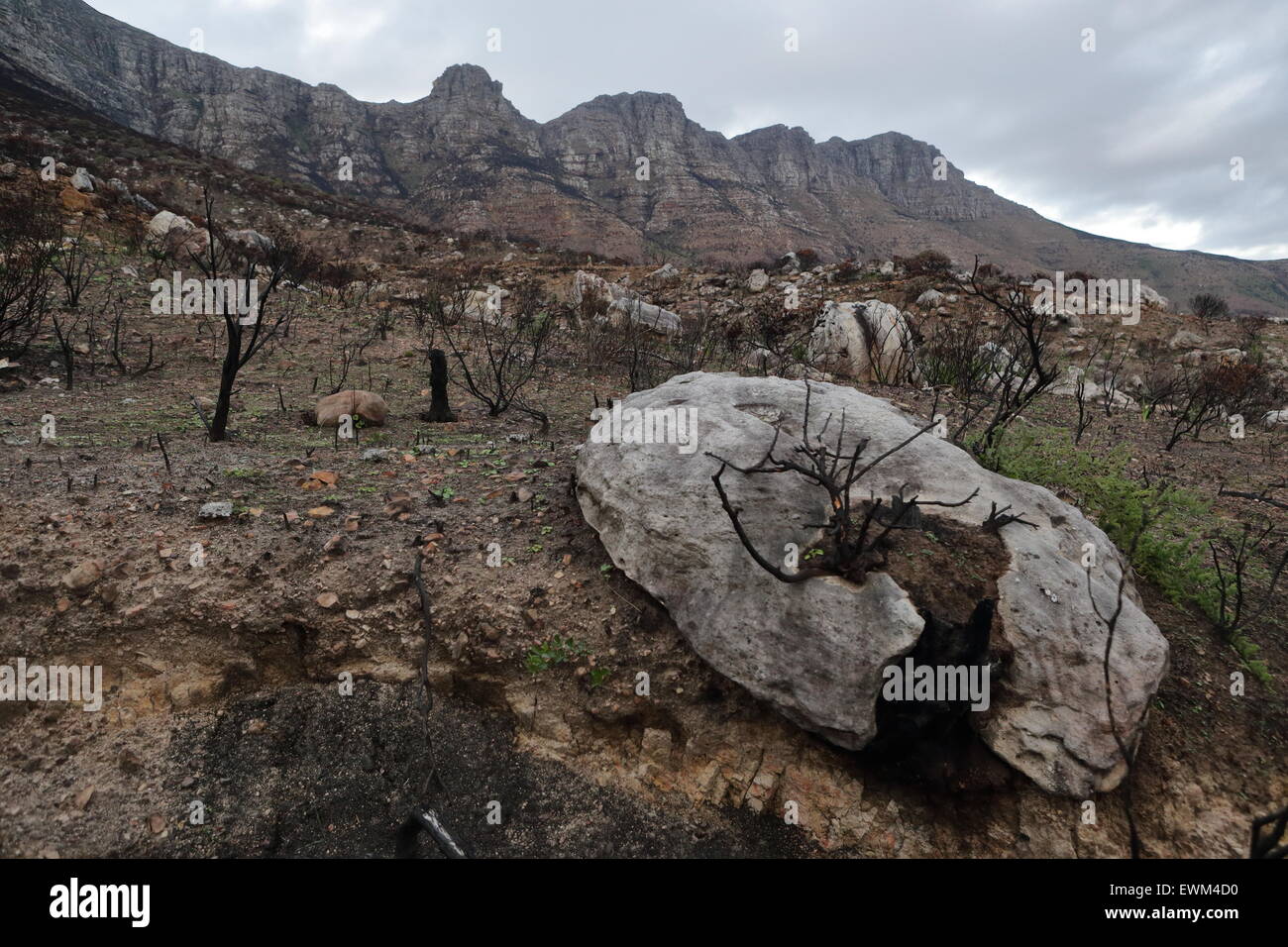 Berghängen über Hout Bay nach den letzten Buschfeuer in der Kap-Halbinsel Stockfoto