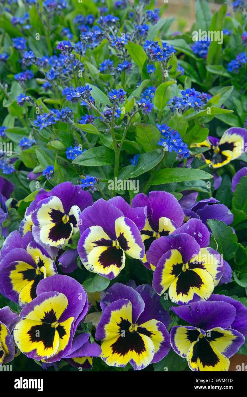 gemeinsamen Bugloss oder Alkanet Ochsenzungen Officinalis mit Stiefmütterchen Stockfoto
