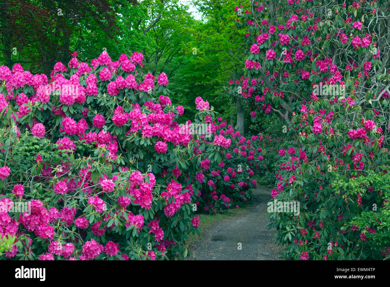 Rote Rhododendren im Wald Garten Studium Lodge Norfolk Stockfoto