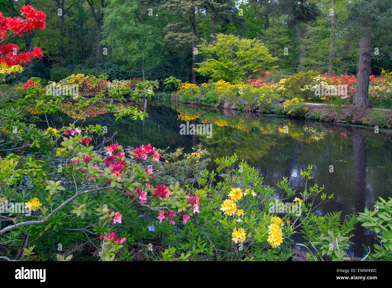 Azaleen und Rhododendren spiegelt sich im Wald Teich Garten Norfolk Stody Lodge Stockfoto