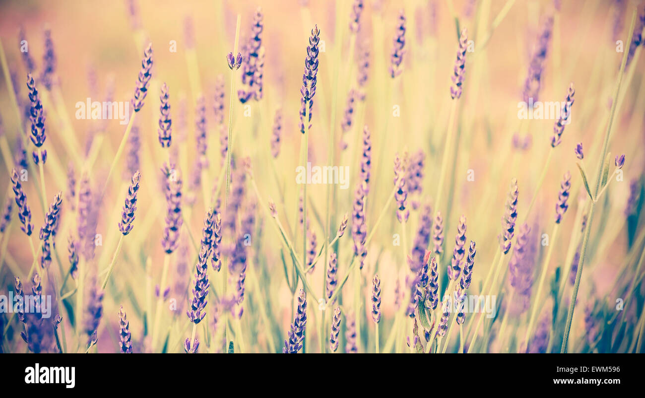 Vintage getönten Lavendel Blume, geringe Schärfentiefe, Natur Hintergrund. Stockfoto