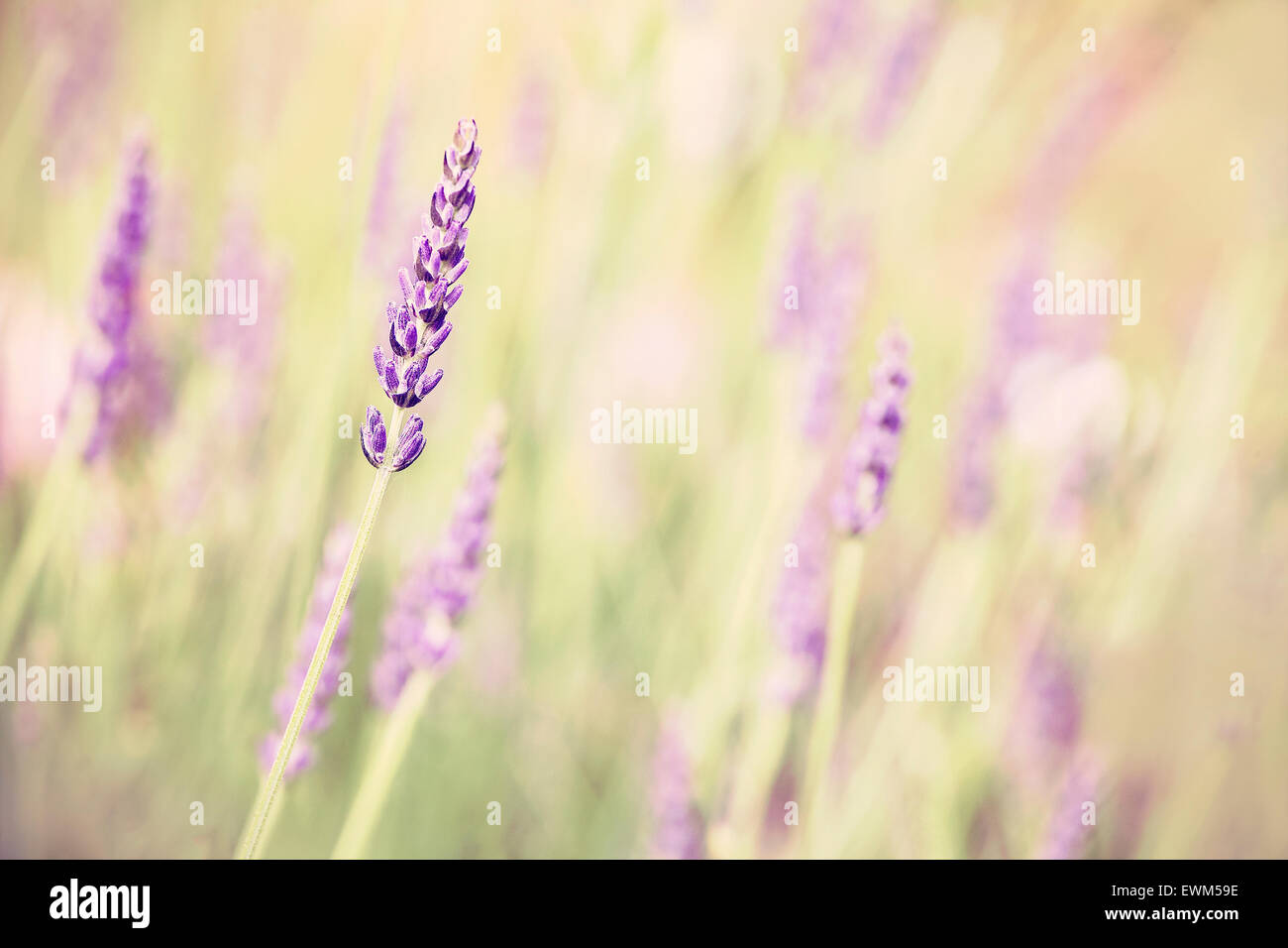 Retro-getönten Lavendel Blume, geringe Schärfentiefe, Natur Hintergrund. Stockfoto