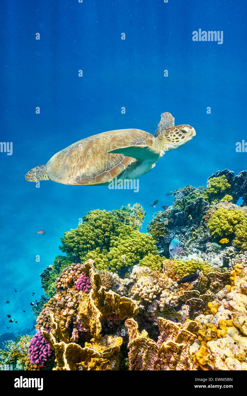 Marsa Alam - Unterwasser-Blick auf Sea Turtle und das Riff, Rotes Meer, Ägypten Stockfoto