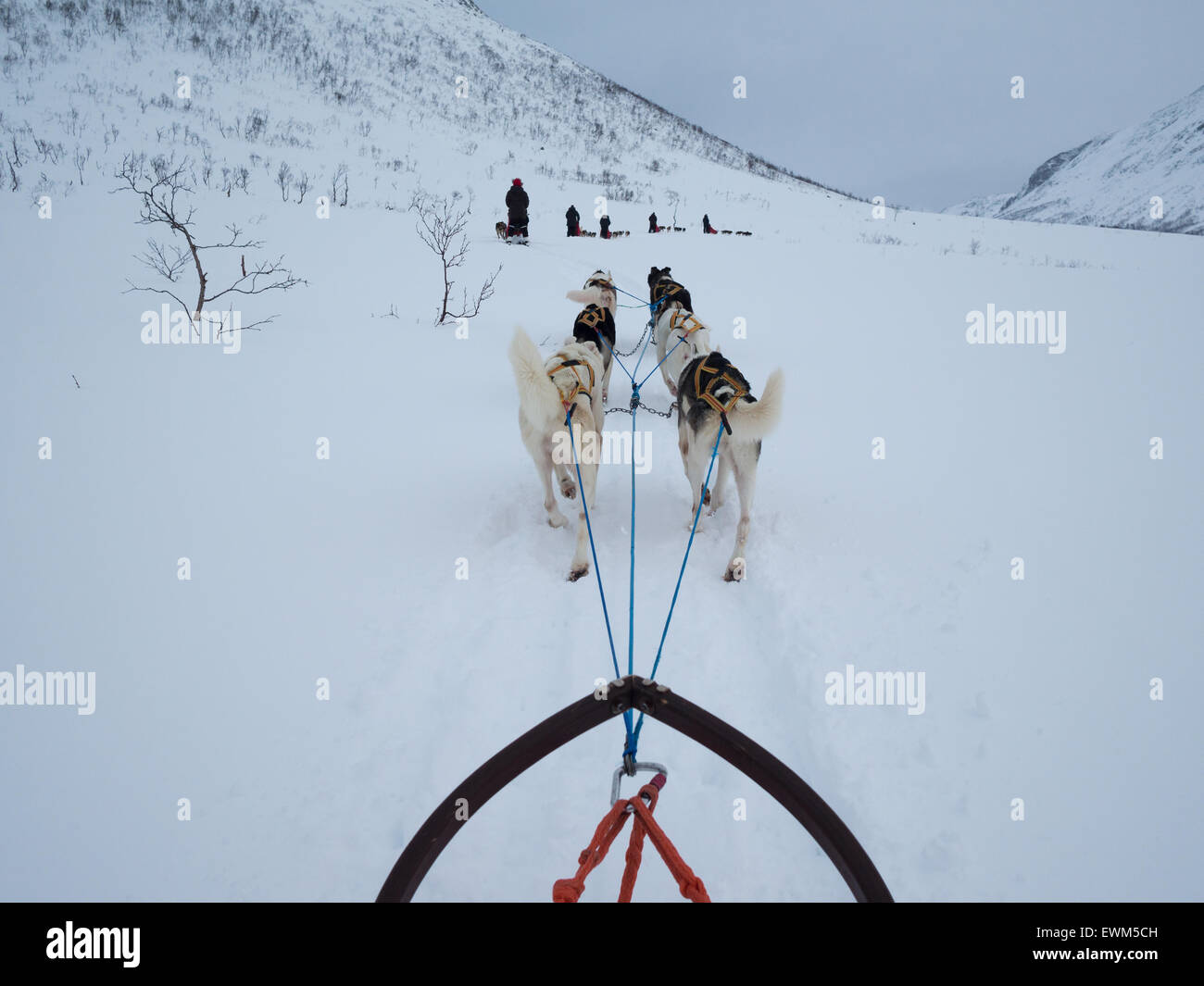 Hundeschlitten in der weißen Landschaft von Arktis Norwegen Insel des Kvaloya Stockfoto