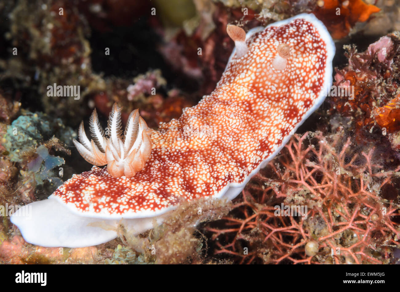 Meeresschnecke oder Nudibranch, Goniobranchus sp., Teil des Goniobranchus tinctorius Complex, Anilao, Batangas, Philippinen, Pazifik Stockfoto