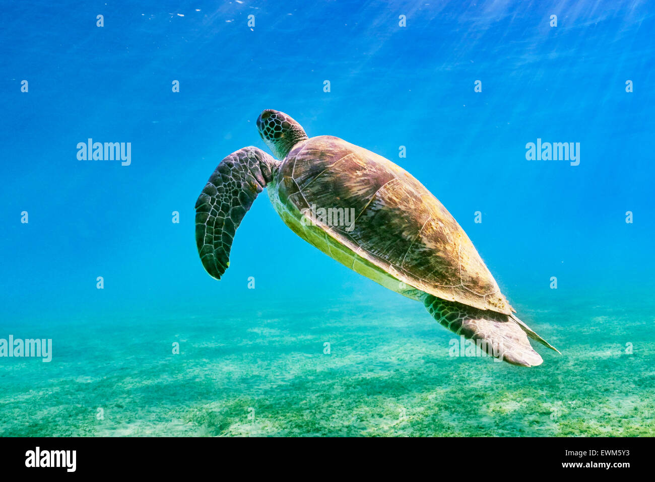 Marsa Alam, Rotes Meer, Ägypten - Unterwasser-Blick auf Sea Turtle Stockfoto