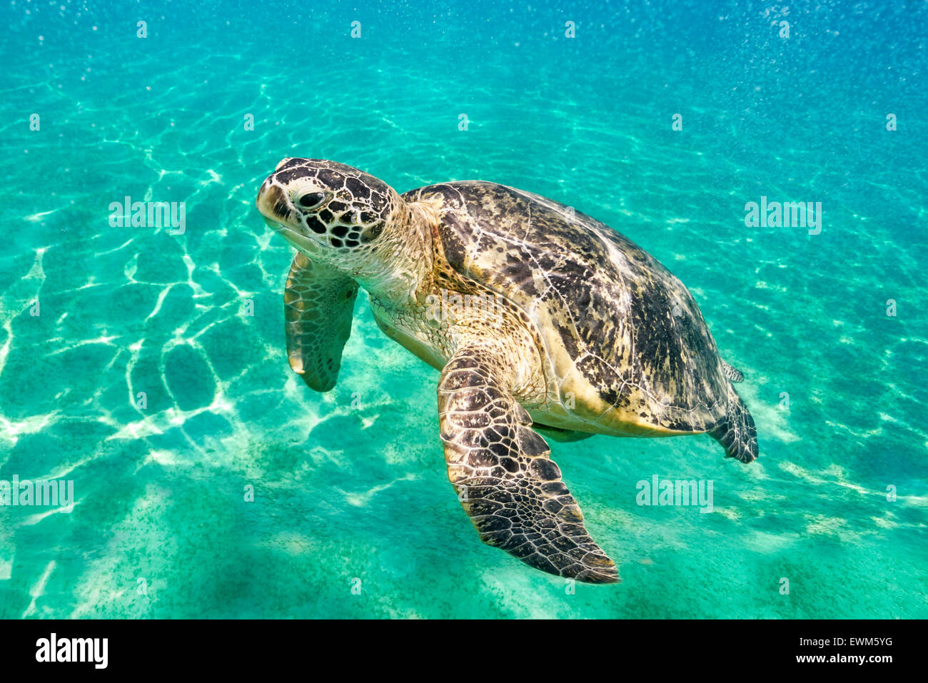 Unterwasser-Blick auf Sea Turtle, Marsa Alam, Rotes Meer, Ägypten Stockfoto