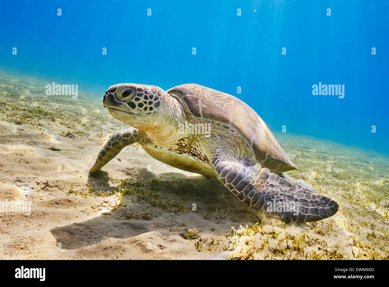 Weiden, Meeresschildkröte, Marsa Alam, Rotes Meer, Ägypten Stockfoto