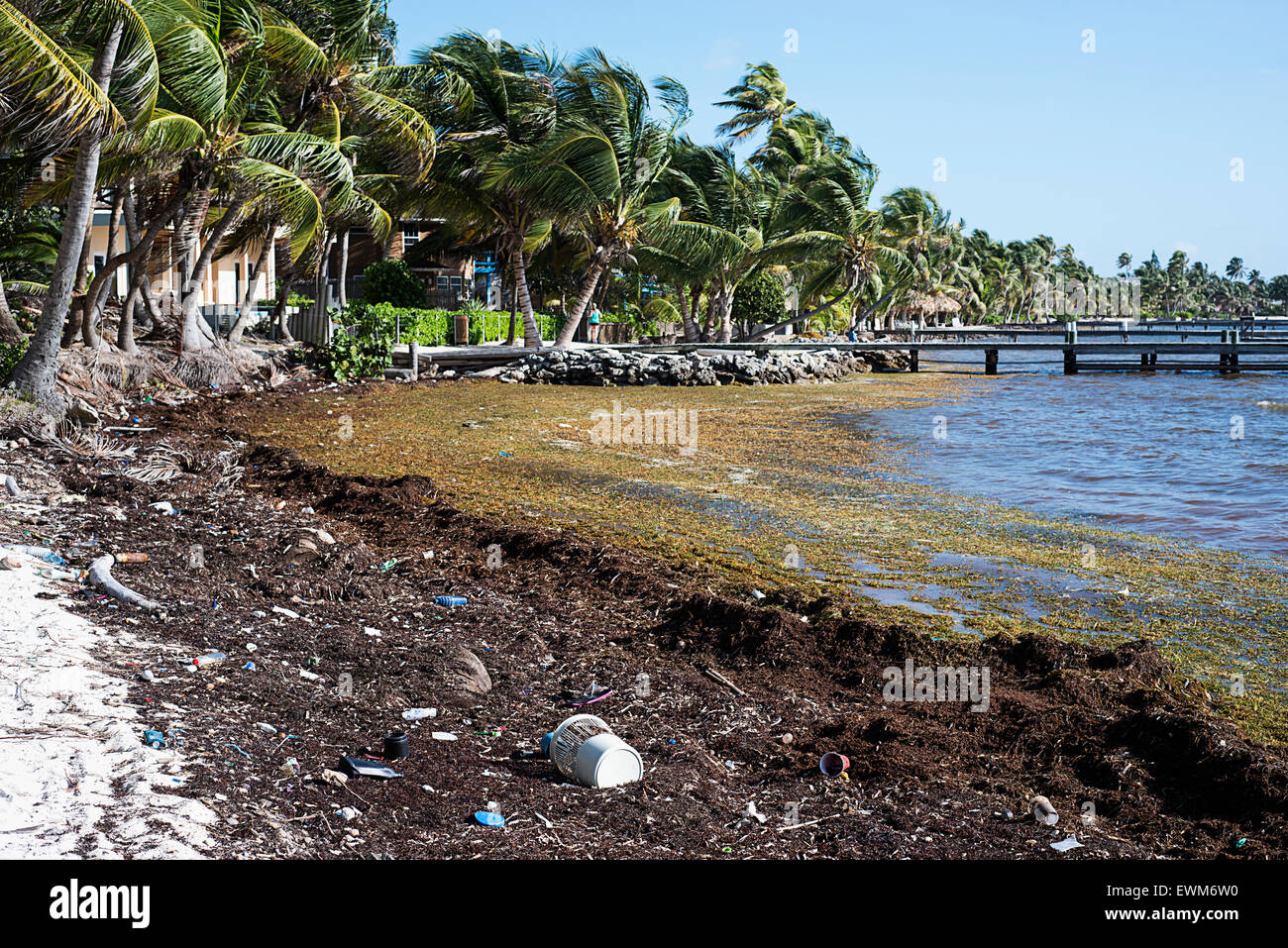 Die Strände in Belize bedeckt mit Sargassum-Unkraut, das in aus dem Ozean bringen eine Menge o Müll damit gewaschen wird. Stockfoto