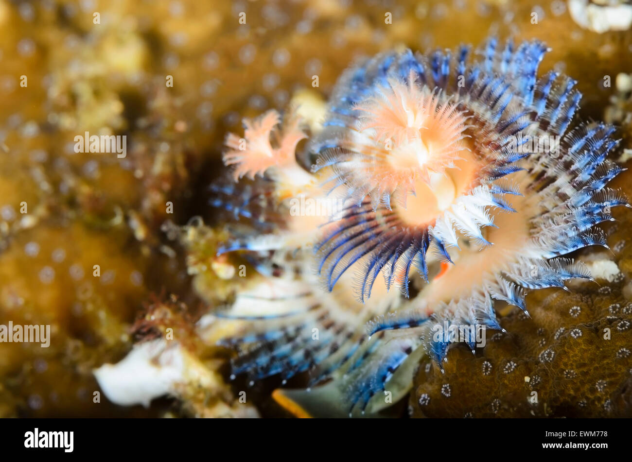 Weihnachtsbaum-Wurm, Spirobranchus SP., Anilao, Batangas, Philippinen, Pazifik Stockfoto