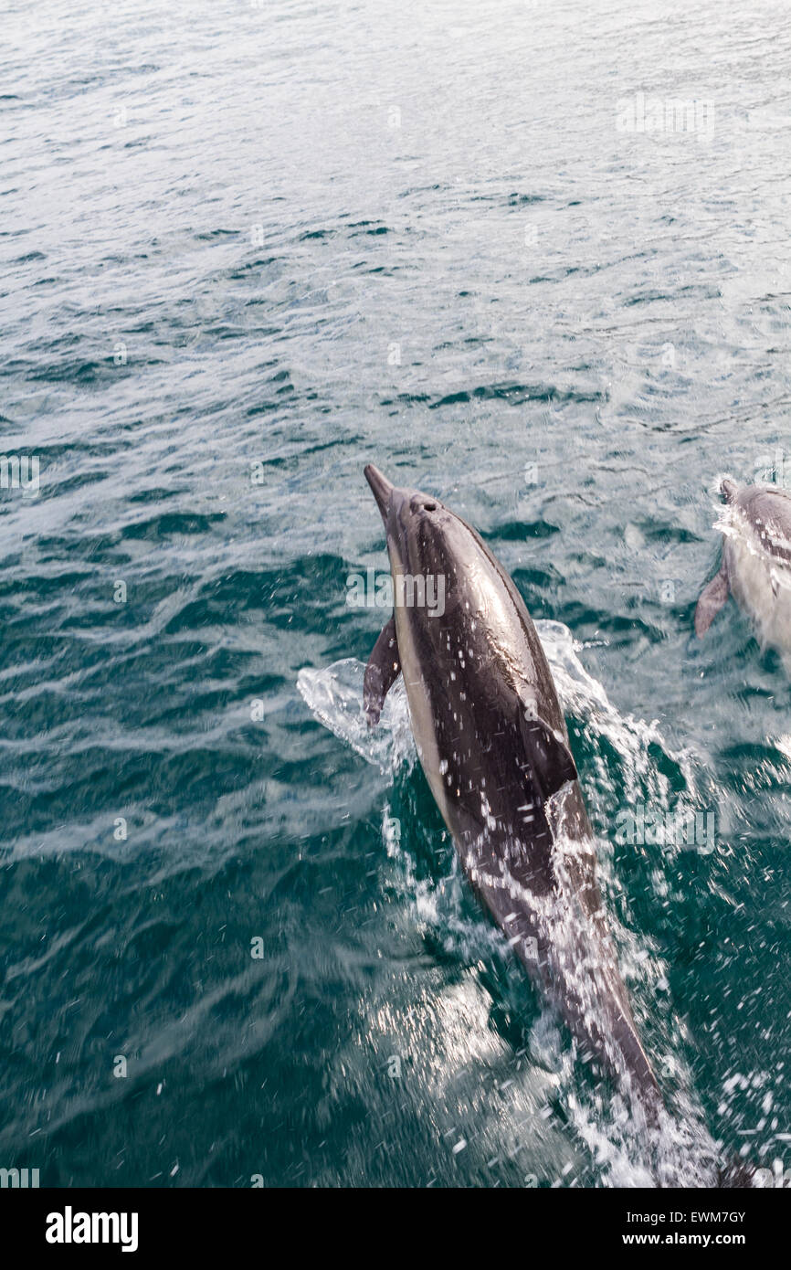 Delphine springen aus dem Wasser vor dem Bug eines Bootes auf dem Weg nach Catalina Island. Stockfoto