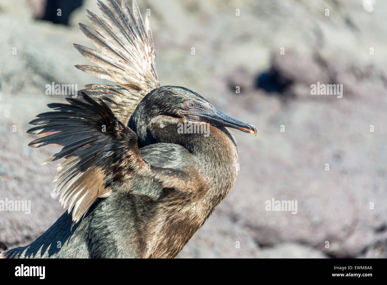 Flugunfähige Kormorane auf den Galapagos Inseln in Ecuador seine Flügel ausbreitet Stockfoto
