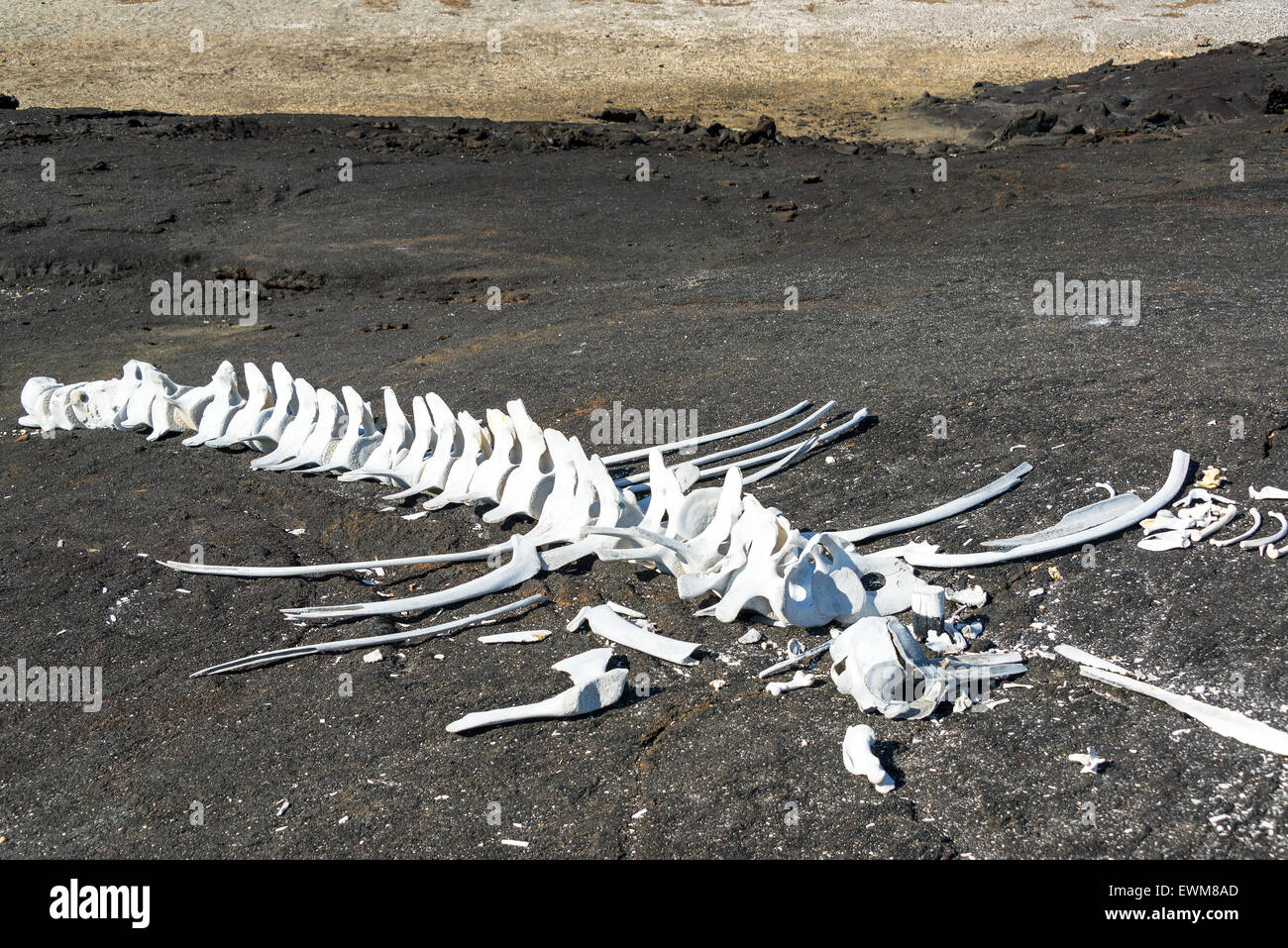 Walknochen auf Fernandina Insel auf den Galapagos Inseln in Ecuador Stockfoto