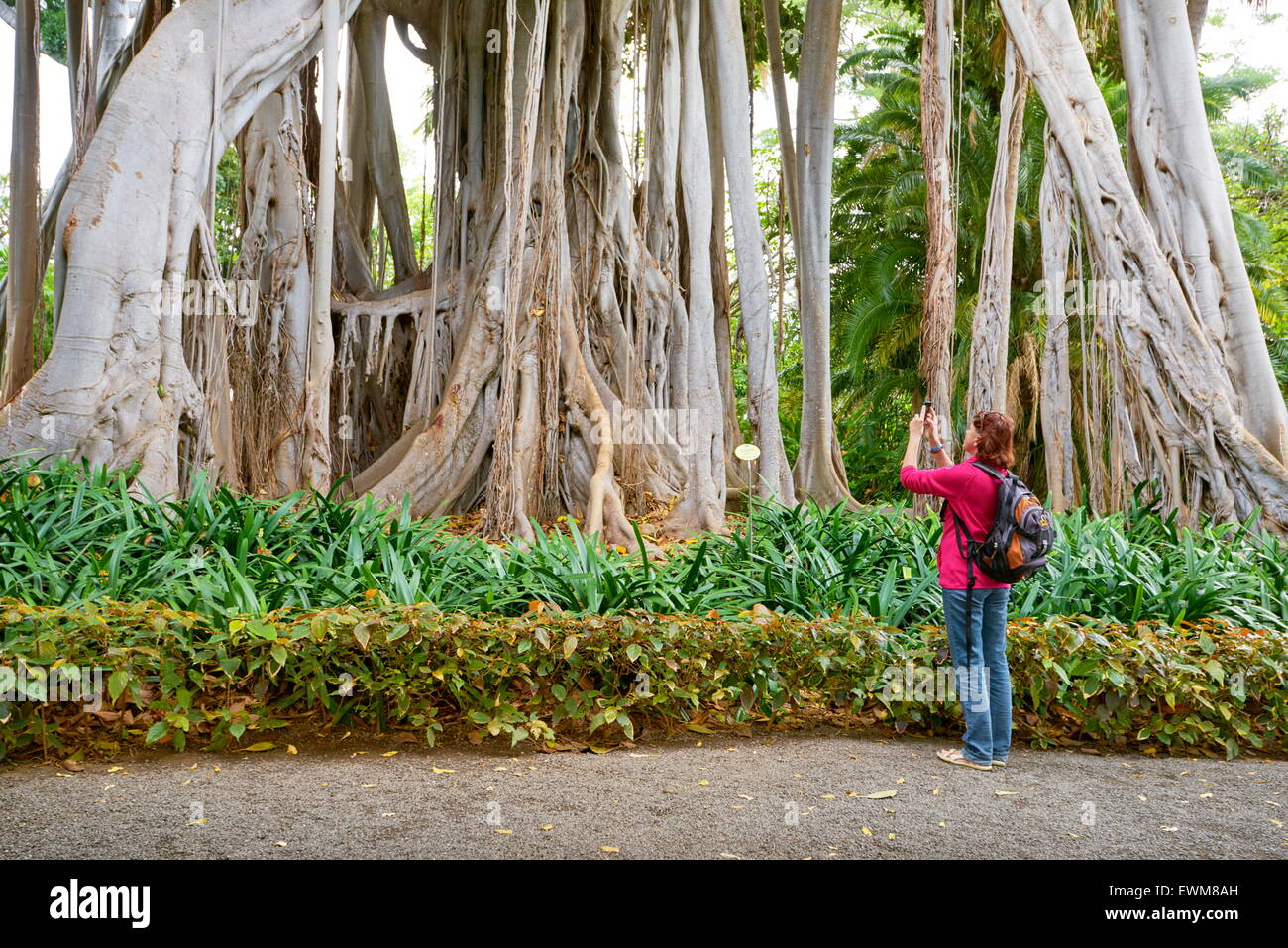 FicusBaum, Botanischer Garten, Puerto De La Cruz, Teneriffa