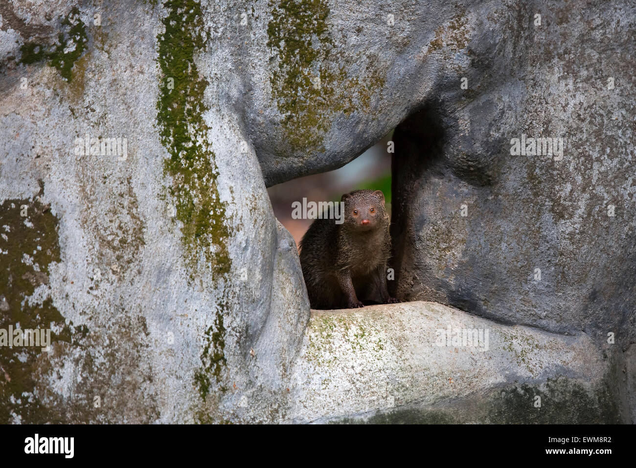 Indische grauen Mungo oder gemeinsame grauen Mungo (Herpestes Edwardsii) Stockfoto