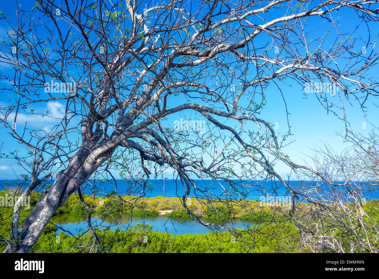 Ansicht eines Toten Baumes mit dem Pazifischen Ozean im Hintergrund auf den Galapagos Inseln Stockfoto