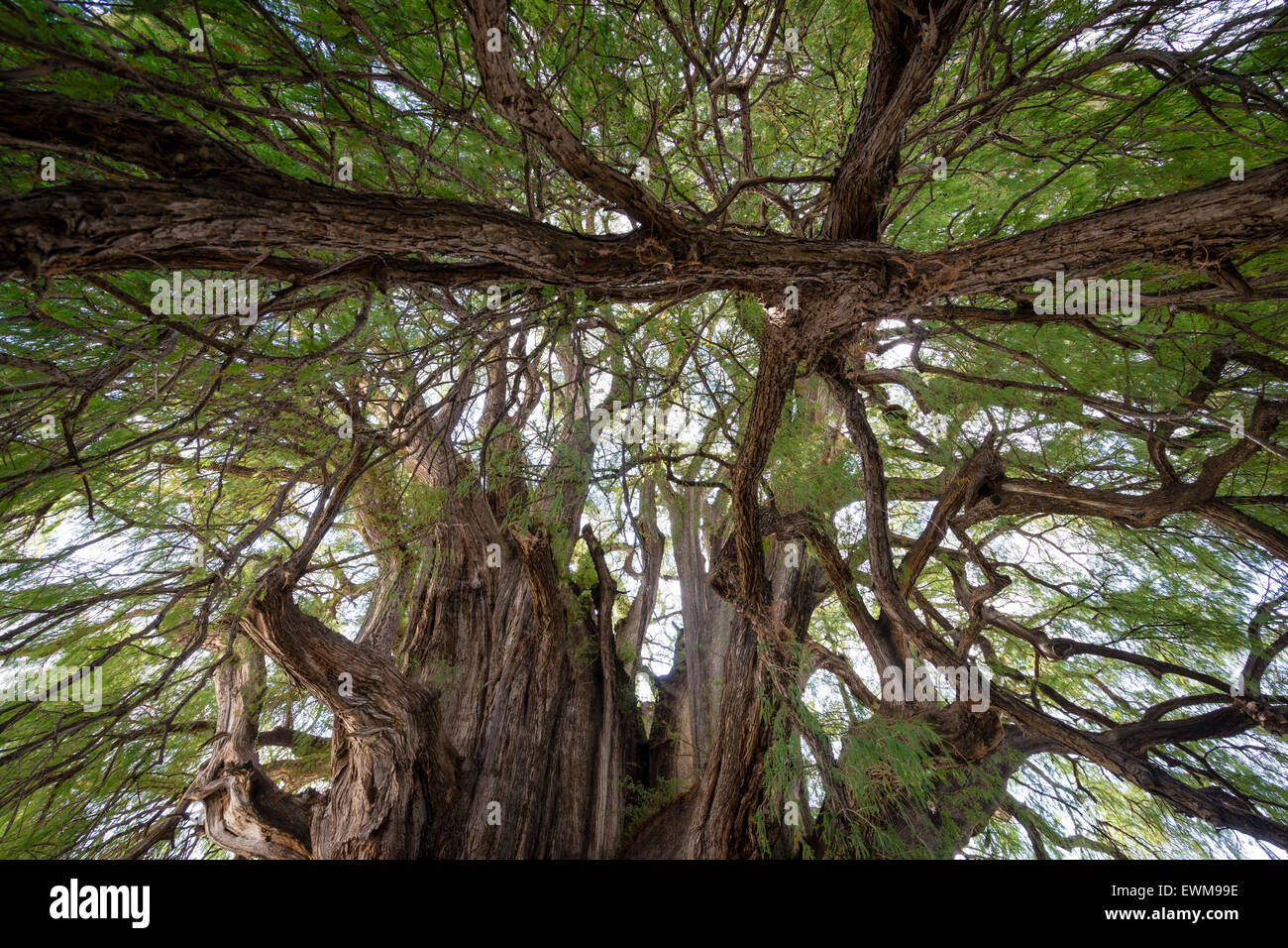 Expansive Branchen Tule-Baum, Baum des Lebens, breiteste Baum der Welt, etwa 1500 Jahre alt und befindet sich in Oaxaca, Mexiko Stockfoto